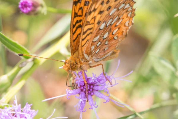 Closeup Fritillary Species Feeding Pollinating Purple Wildflower Grasslands Crex Meadows — Stock Photo, Image