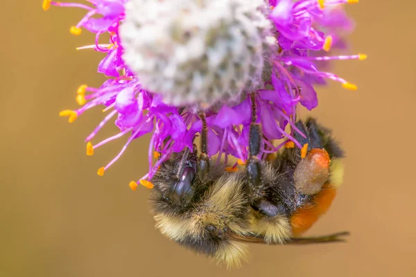 Oranje Gordel Hommel Paarse Prairie Klaver Bij Crex Meadows Wildlife — Stockfoto