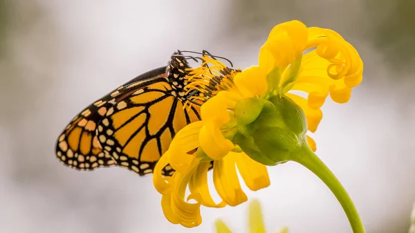 Borboleta Monarca Flor Silvestre Roxa Theodore Wirth Park Minneapolis Minnesota — Fotografia de Stock