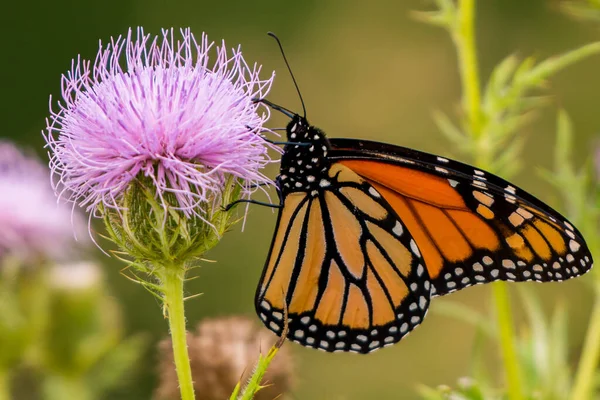 Monarch Butterfly Purple Wildflower Theodore Wirth Park Minneapolis Minnesota — Stock Photo, Image