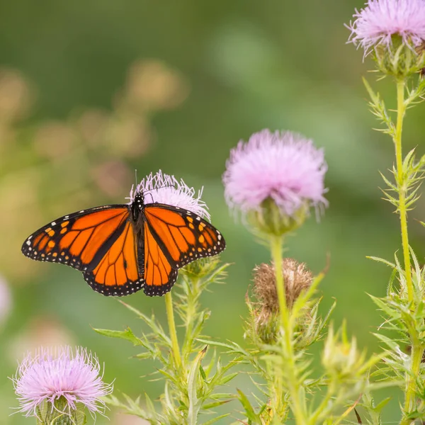 Monarch Butterfly Purple Wildflower Theodore Wirth Park Minneapolis Minnesota — Stock Photo, Image