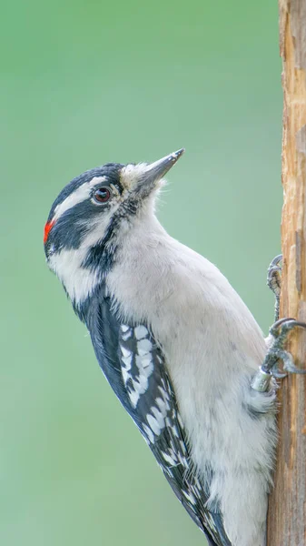 Downy Woodpecker Closeup Visitor Center Minnesota Valley National Wildlife Refuge — Stock Photo, Image