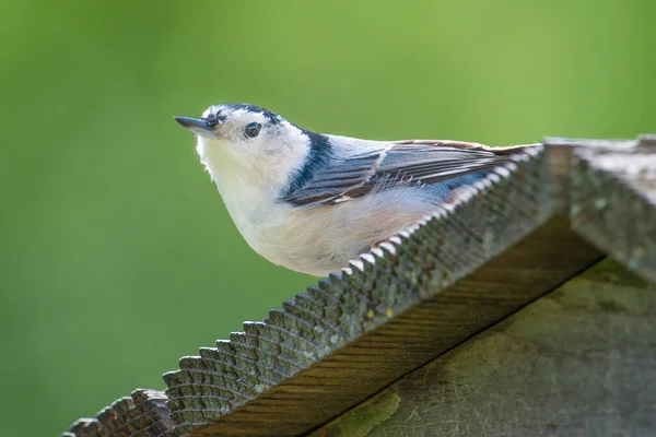 Λευκό Στήθος Nuthatch Closeup Έναν Τροφοδότη Στο Κέντρο Επισκεπτών Της — Φωτογραφία Αρχείου