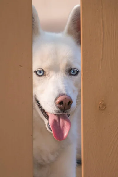 Милый Улыбающийся Портрет Собаки Смотрящей Через Забор Красивыми Голубыми Глазами — стоковое фото