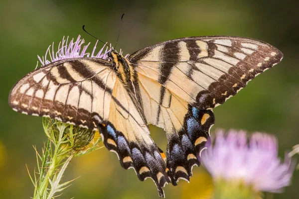 Mariposa Cola Golondrina Alimentándose Una Flor Silvestre Púrpura Refugio Nacional —  Fotos de Stock