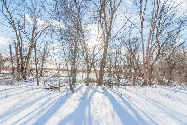 Trees and shadow of trees on snow on a beautiful sunny winter\'s day with blue skies and puffy white clouds - in the Minnesota Valley Wildlife Area