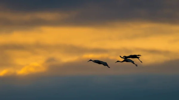 Kuzey Wisconsin Deki Crex Meadows Vahşi Yaşam Bölgesi Nde Sonbahar — Stok fotoğraf