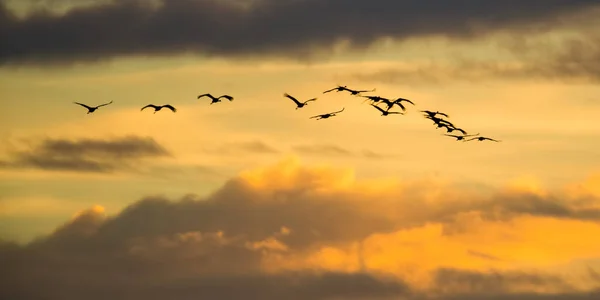 Kuzey Wisconsin Deki Crex Meadows Vahşi Yaşam Bölgesi Nde Sonbahar — Stok fotoğraf