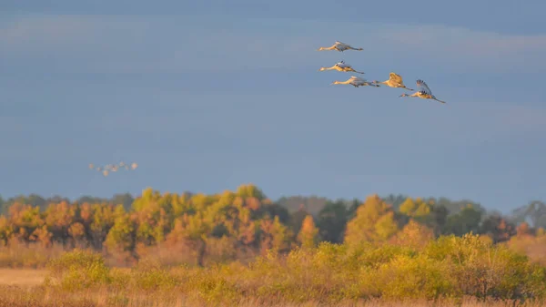 在威斯康星州北部的克里克斯草原野生动物保护区 一群沙丘鹤在 黄金时段 日落时飞行 然后在秋天迁徙时降落在蜂窝里过夜 — 图库照片