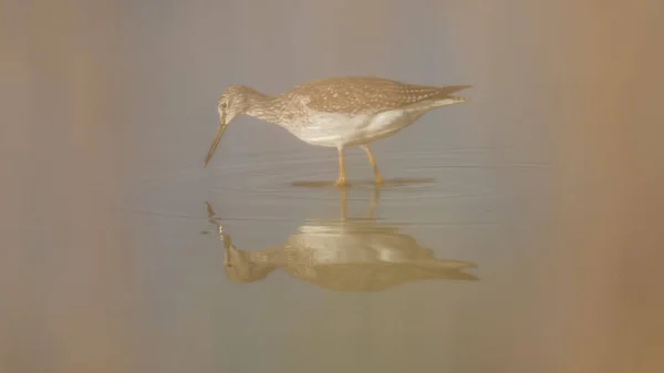 Greater Yellowlegs Blurred Out Foreground Tall Grasses While Walking Hunting — Stock Photo, Image