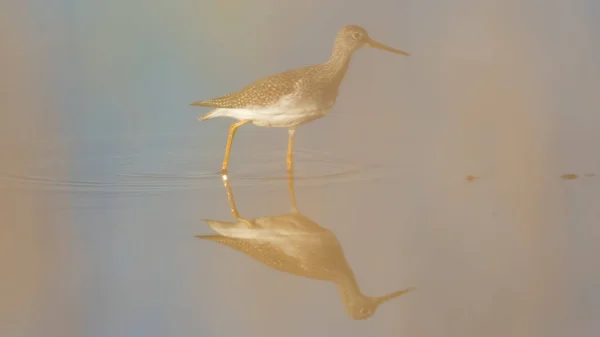 Greater Yellowlegs Blurred Out Foreground Tall Grasses While Walking Hunting — Stock Photo, Image