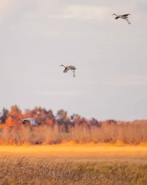 Gruppe Von Sandhügelkranichen Flug Zur Goldenen Stunde Der Dämmerung Bei — Stockfoto