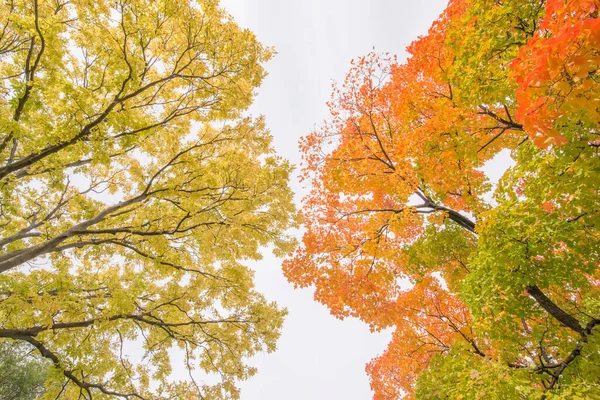 Árvores Caducas Outono Com Queda Impressionante Folhas Coloridas Laranja Vermelho — Fotografia de Stock