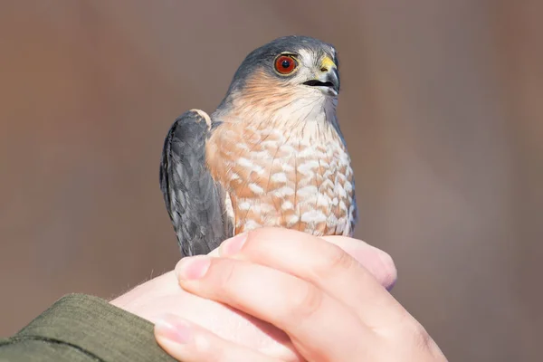 Sharp Shinned Adult Hawk Portrait While Being Held Getting Mist — Stock Photo, Image