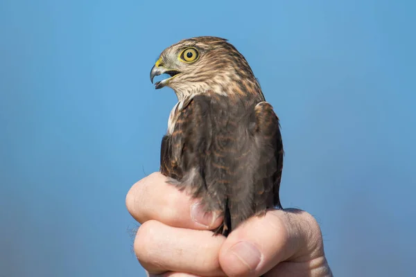 Azt Hiszem Egy Éles Ragyogású Fiatal Sólyom Portré Közelről Hawk — Stock Fotó