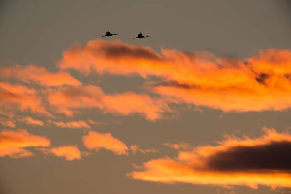 Sandhill Cranes Flight Backlit Silhouette Golden Yellow Orange Sky Dusk — Stock Photo, Image