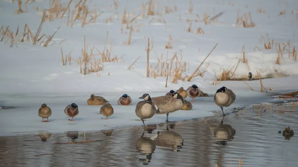 Canada Geese Mallard Ducks Relaxing Frozen Waters Edge Late Winter — Stock Photo, Image