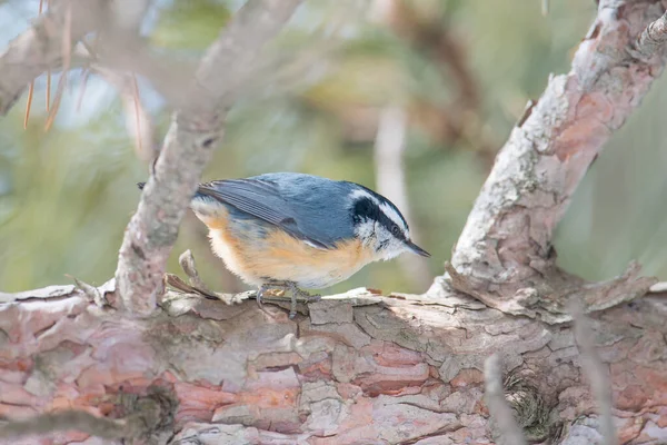 Red Breasted Nuthatch Perched Pine Tree Lookout Winter Sax Zim — Stock Photo, Image