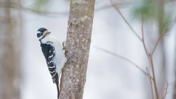 Hairy Woodpecker Portrait Bird Perched Tree Trunk Taken Overcast Winter — Stock Photo, Image