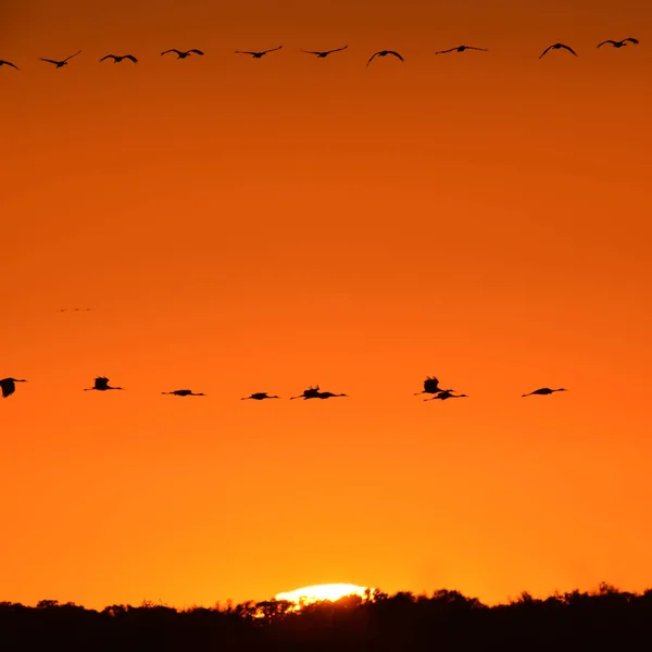 Kuzey Wisconsin Deki Crex Meadows Vahşi Yaşam Bölgesi Nde Sonbahar — Stok fotoğraf