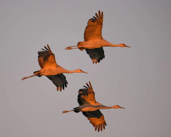 Grupo Grúas Arenisca Vuelo Hora Dorada Del Atardecer Atardecer Antes — Foto de Stock