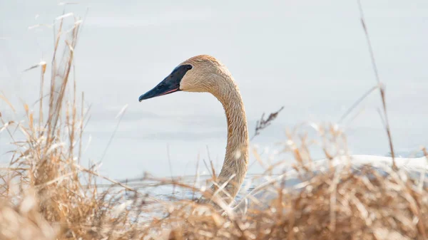 Trumpeter Schwan Individualschwimmen Aufgenommen Während Der Frühjahrswanderungen Crex Meadows Wildlife — Stockfoto