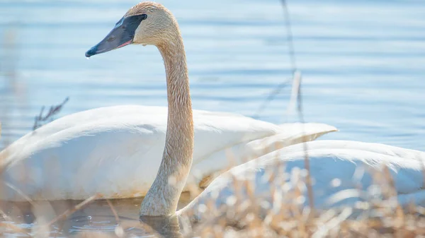 Trumpetista Labuť Individuální Plavání Pořízena Během Časných Jarních Migrací Crex — Stock fotografie