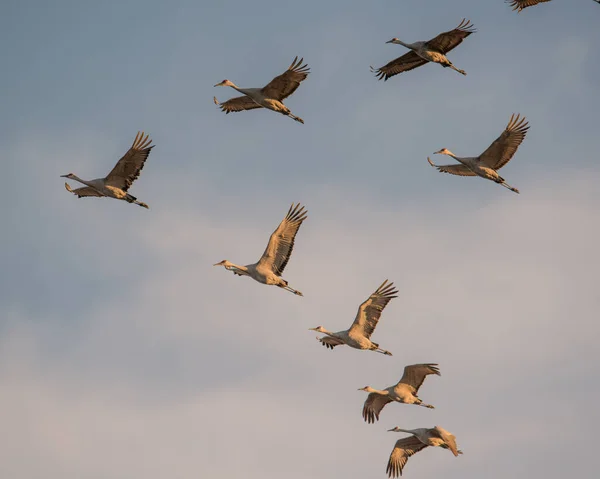 Gruppe Von Sandhügelkranichen Flug Zur Goldenen Stunde Der Dämmerung Bei — Stockfoto