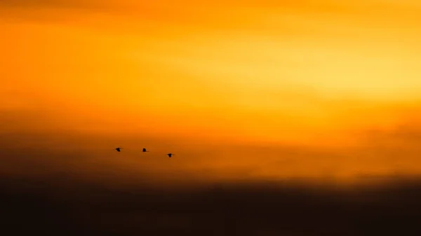 Guindastes Areia Silhueta Retroiluminada Voo Com Céu Amarelo Dourado Laranja — Fotografia de Stock