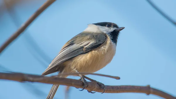 Pollito Gorra Negra Tomado Minnesota —  Fotos de Stock