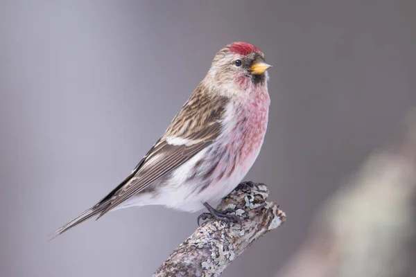 Common Redpoll Perched Branch Taken Winter Sax Zim Bog Northern — Stock Photo, Image