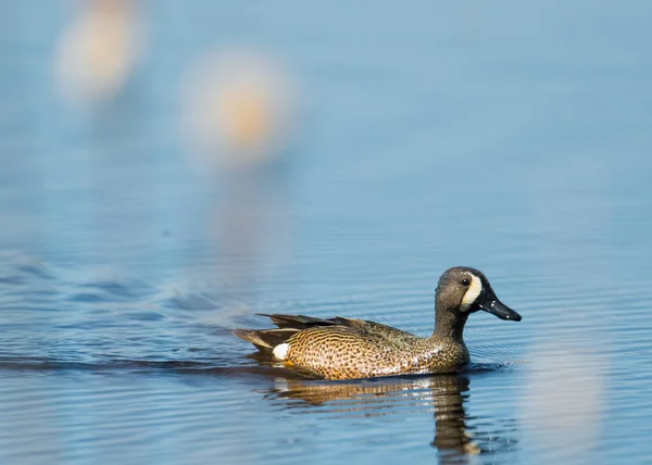 Blue Winged Teal Swimming Wetland Pond Blurry Cattails Reeds Foreground — Stock Photo, Image