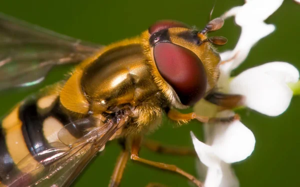 Macro Gedetailleerde Afbeelding Van Een Grote Bloemvlieg Soorten Genomen Van — Stockfoto