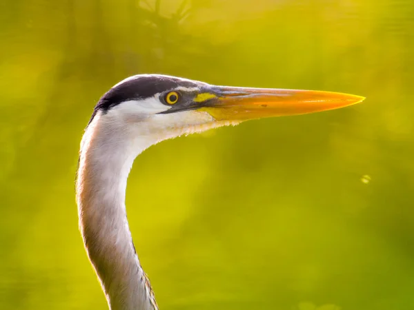 Great Blue Heron Closeup Portrait Interesting Green Background Trees Leaves — Stock Photo, Image