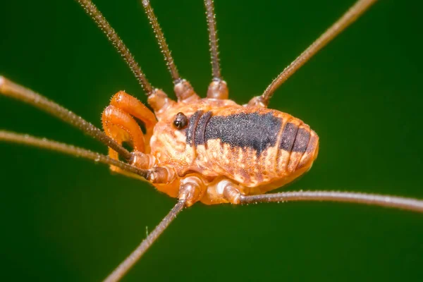 在明尼阿波利斯的西奥多沃思公园拍摄的收获者蜘蛛长腿蜘蛛 身体和嘴巴部位的特写镜头 — 图库照片