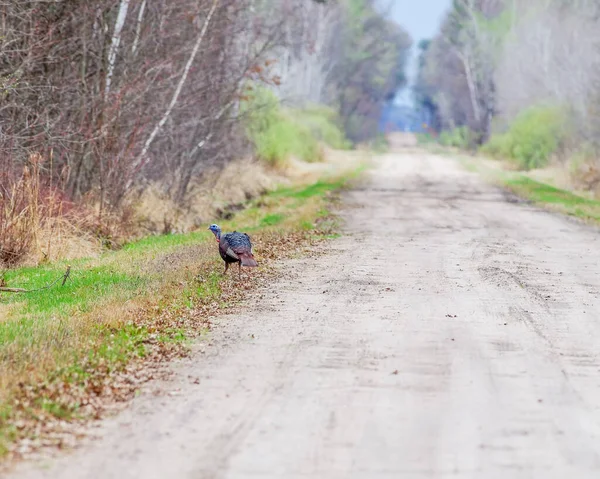 Turkey Rural Straight Dirt Road Early Spring Late Winter — Stock Photo, Image