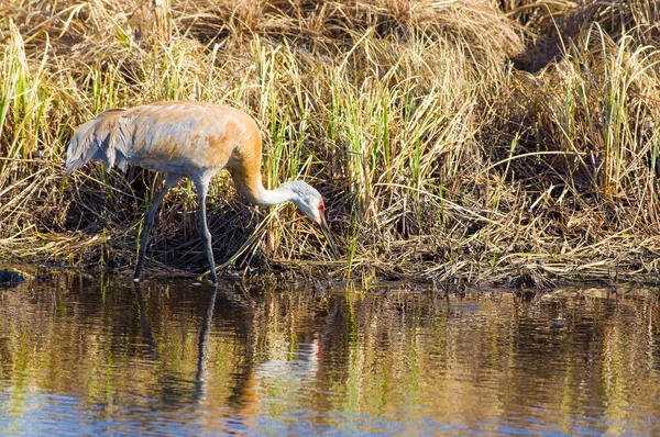 Grue Canada Camouflée Avec Les Herbes Brunes Prise Début Printemps — Photo