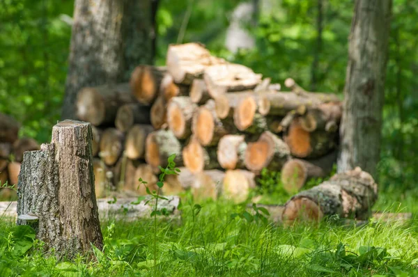 Pilha Madeira Floresta Com Toco Árvore Primeiro Plano Madeira Cortada — Fotografia de Stock