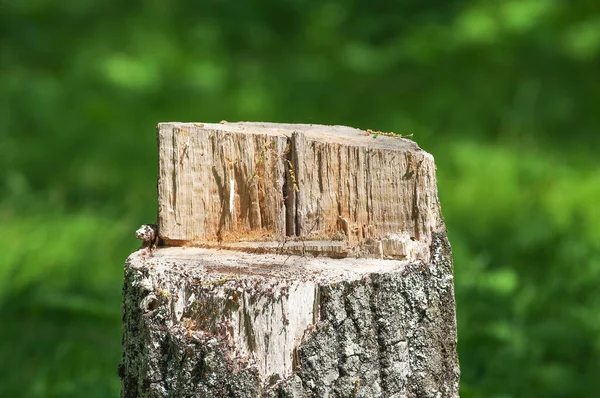 Tree Stump Summer Time Woods Northern Wisconsin — Stock Photo, Image