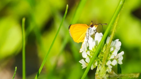 Extreme Macro Closeup Skipper Butterfly Species Minnesota Valley National Wildlife — Stock Photo, Image