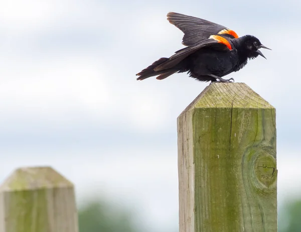 Red Winged Blackbird Calling Wooden Post Minnesota River Minnesota Valley — Stock Photo, Image