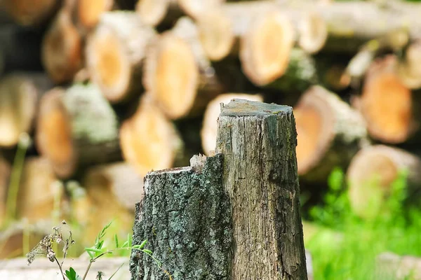 Wood Pile Forest Tree Stump Foreground Cut Wood Fires Heat — Stock Photo, Image