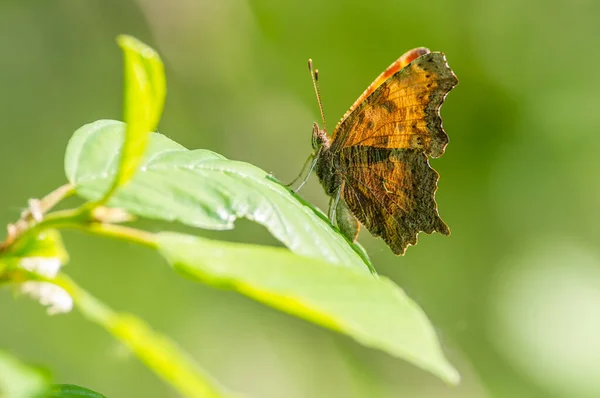 Espécies Borboleta Vírgula Descansando Uma Folha Verde Encontrada Perto Rio — Fotografia de Stock