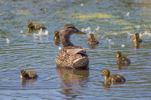 Stockenten Weibchen Und Küken Einem Feuchtgebiet Minnesota Frühjahr — Stockfoto