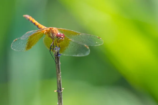 Вид Meadowhawk Бабки Сидить Гілочці Взятій Біля Водоспаду Міннехаха Міннеаполісі — стокове фото