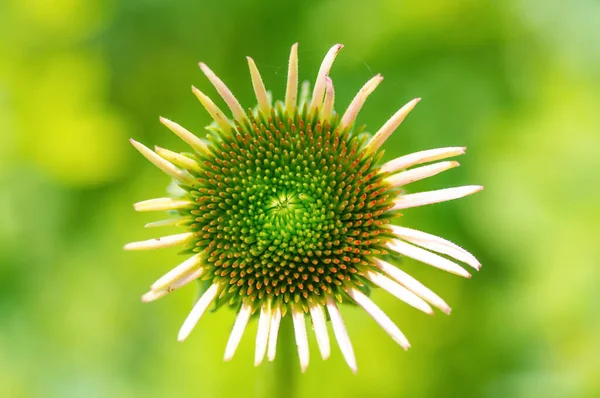 Cone flower with inner pedals beginning to blossom I believe - isolated with smooth green background / bokeh
