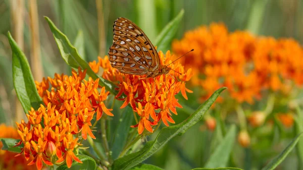 Crex Meadows Vahşi Yaşam Bölgesi Kuzey Wisconsin 'deki otlaklarda kelebek otu çiçekleri üzerindeki Fritillary kelebek türleri