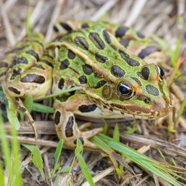 Leopárdbéka Portré Crex Meadows Vadvilág Homokos Talajáról — Stock Fotó