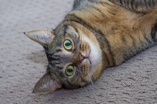 Cute Cat Portrait Happy Kitty — Stock Photo, Image