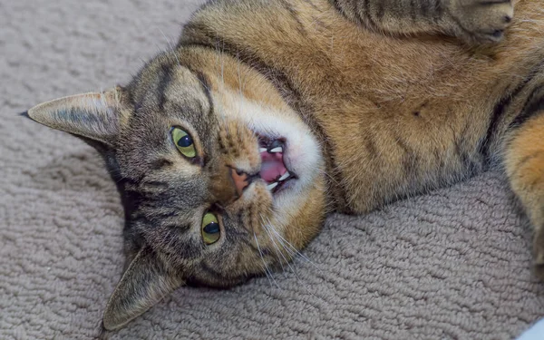 Retrato Gato Bonito Gatinho Feliz — Fotografia de Stock